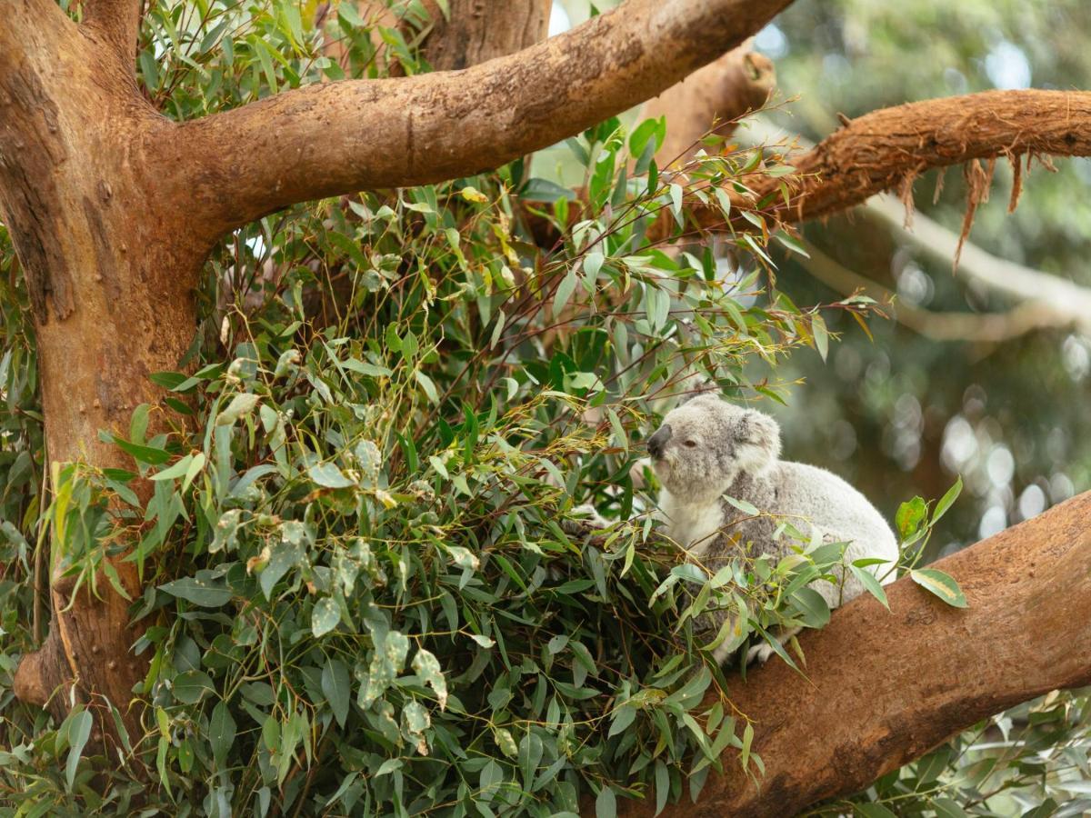 Wildlife Retreat At Taronga Hotel Sydney Eksteriør billede