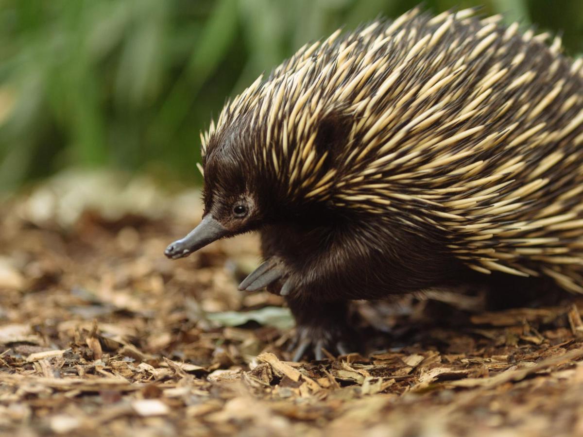 Wildlife Retreat At Taronga Hotel Sydney Eksteriør billede
